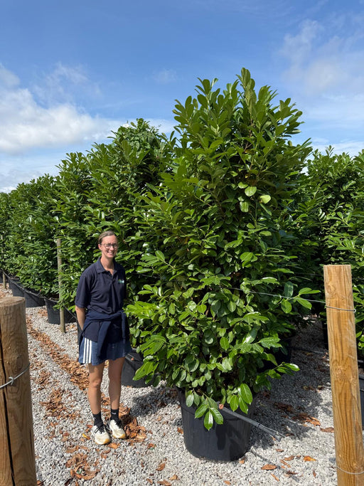 Laurel Hedging Specimen Clipped 230/240cm Tall & 100/120 Wide
