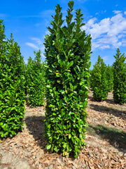 Laurel hedging 250-300cm Super Wide Root Ball Pre Order For October Delivery