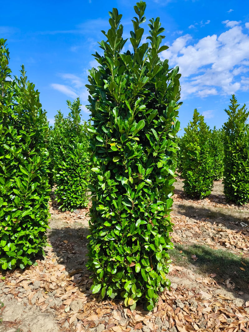 Laurel hedging 250-300cm Super Wide Root Ball Pre Order For October Delivery