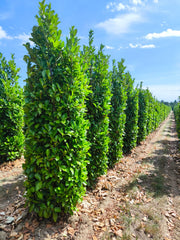 Laurel hedging 250-300cm Super Wide Root Ball Pre Order For October Delivery