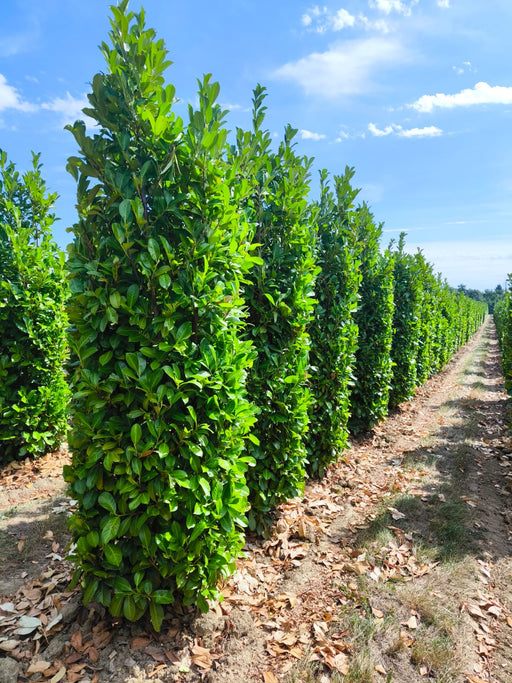 Laurel hedging 250-300cm Super Wide Root Ball Pre Order For October Delivery