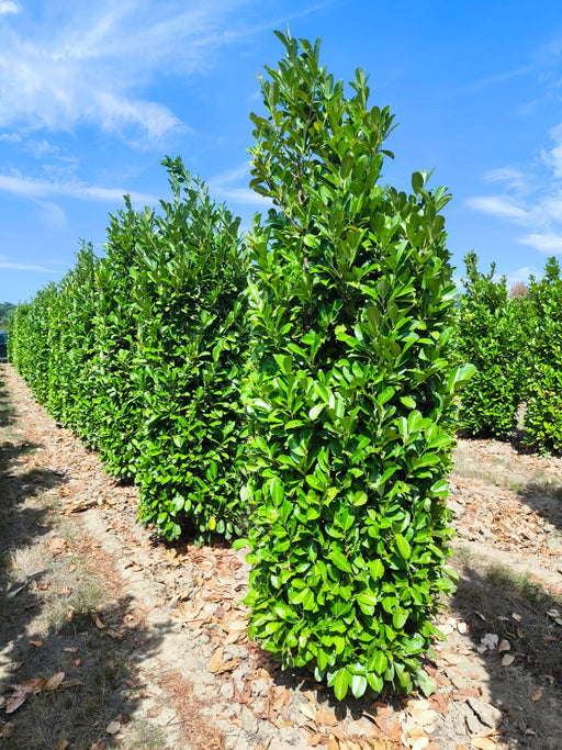 Laurel hedging 250-300cm Super Wide Root Ball Pre Order For October Delivery