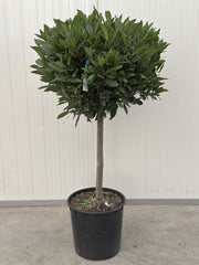 Laurus Nobilis 1/4 Standard 20 Litre Pot 50cm Stem 60-65cm Head