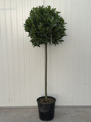 Laurus Nobilis 1/2 Std 15 Litre Pot 90-100cm Stem 60-65cm Head