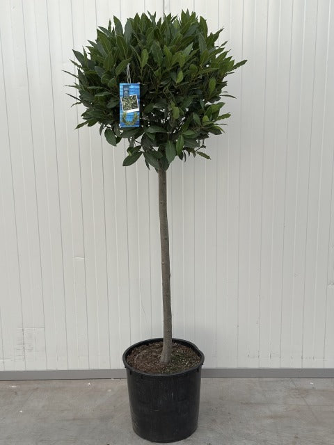 Laurus Nobilis 1/2 Std 20 Litre Pot 80cm Stem 50-55cm Head
