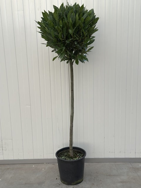 Laurus Nobilis 10 litre pot 1/2 Standard 80cm Stem 40-45cm Head