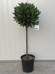 Laurus Nobilis 10 litre pot 1/4 Standard 50cm Stem 40-45cm Head