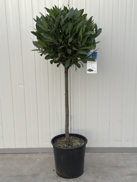 Laurus Nobilis 10 litre pot 1/4 Standard 50cm Stem 40-45cm Head