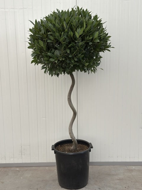 Laurus Nobilis Heavy 1/2 Standard 80cm Spiral Stem 35 Litre Pot