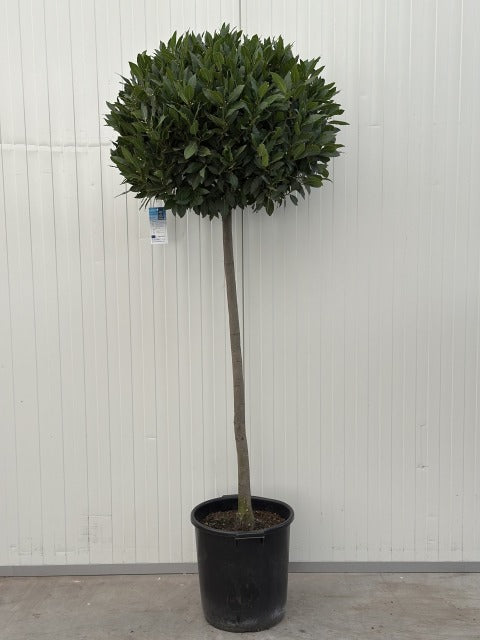 Laurus Nobilis Heavy 3/4 Standard 130cm Stem 80 Pus Head