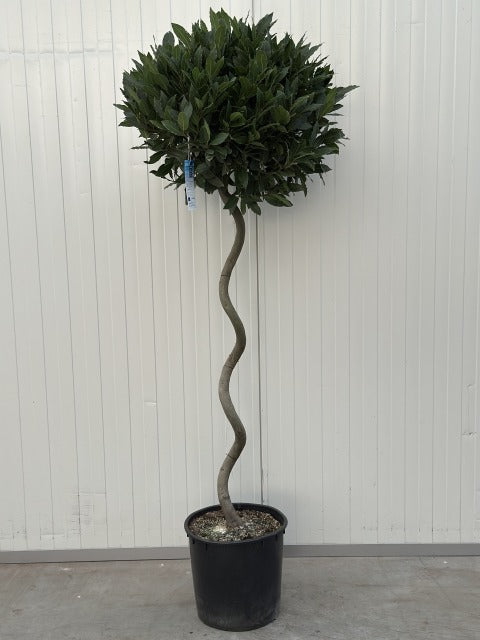 Laurus Nobilis Strong 1/2 Standard 120cm Spiral Stem 20 Litre Pot