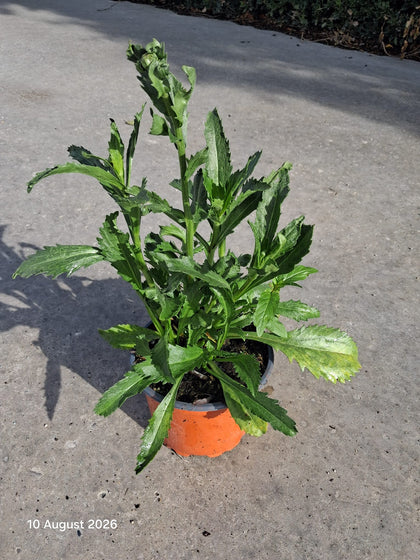Leucanthemum Wirral Supreme 2 Litre Pot