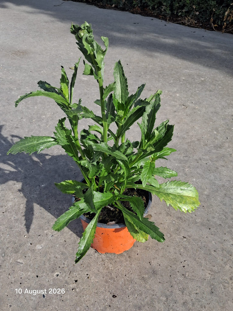 Leucanthemum Vulgare 2 Litre Pot