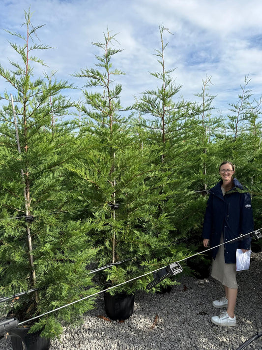 Leylandii Hedging 200-220cm 30 Litre Pot