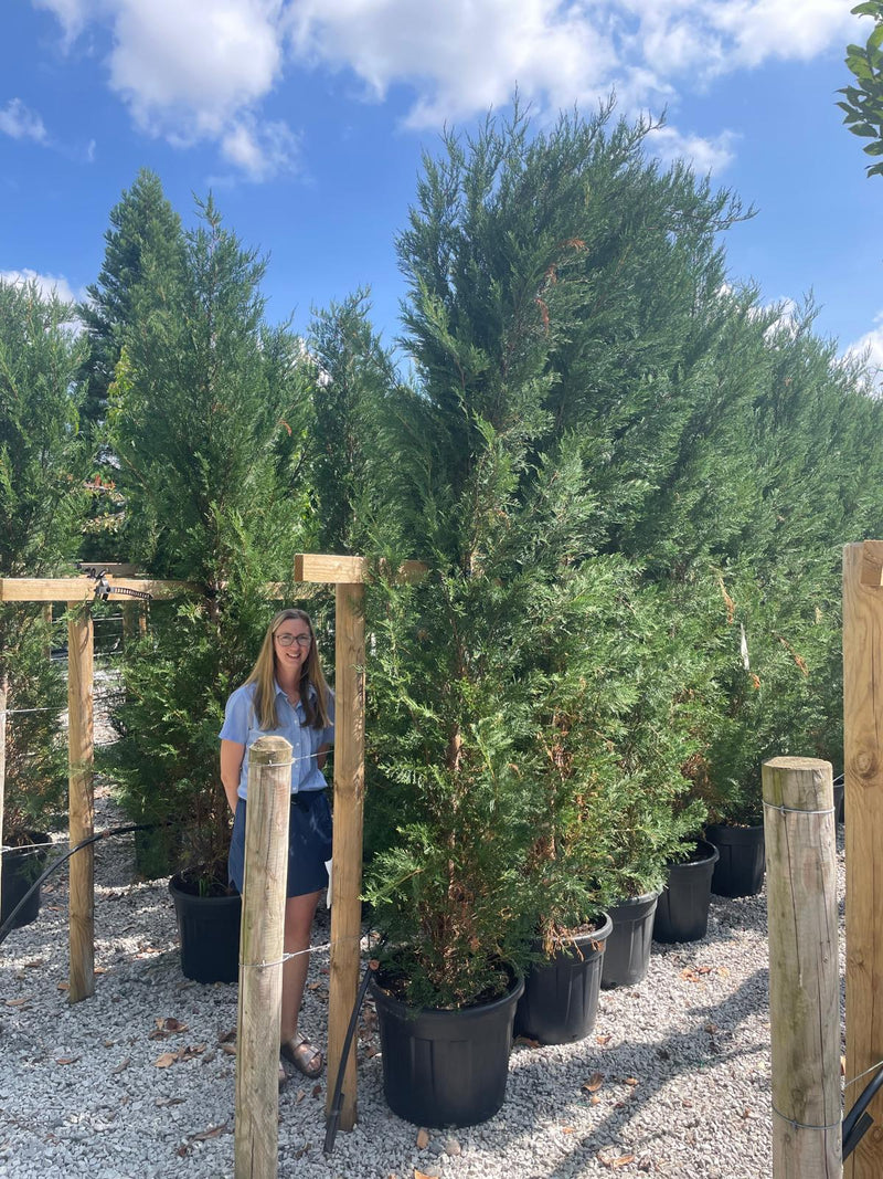 Leylandii Hedging 35 Litre Pot 300/350cm