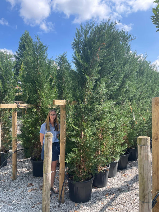 Leylandii Hedging 35 Litre Pot 300/350cm
