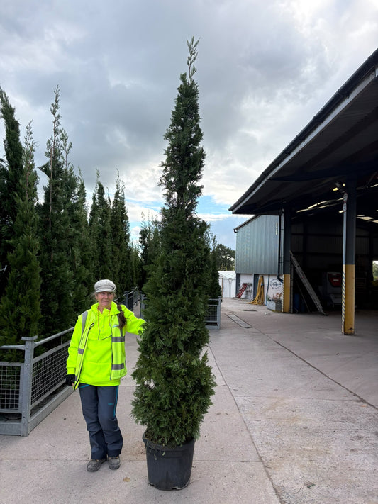 Big Deal Leylandii Hedging 70 Litre Pot 300/350cm x 10