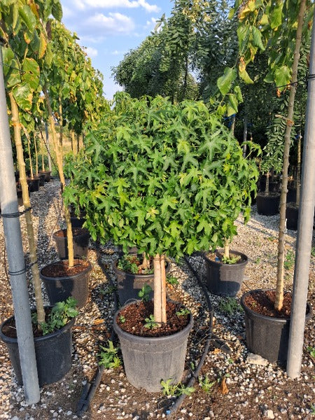 Liquidambar Gumball Quatre Standard 45 Litre Pot
