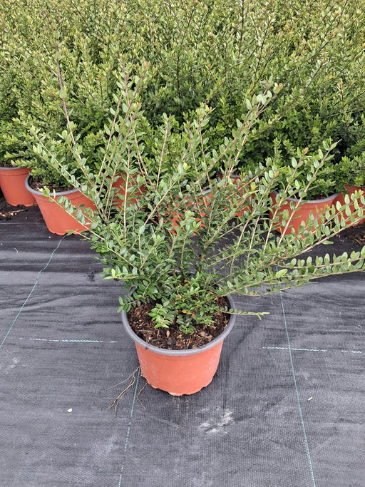 Lonicera Elegant 2 Litre Pot
