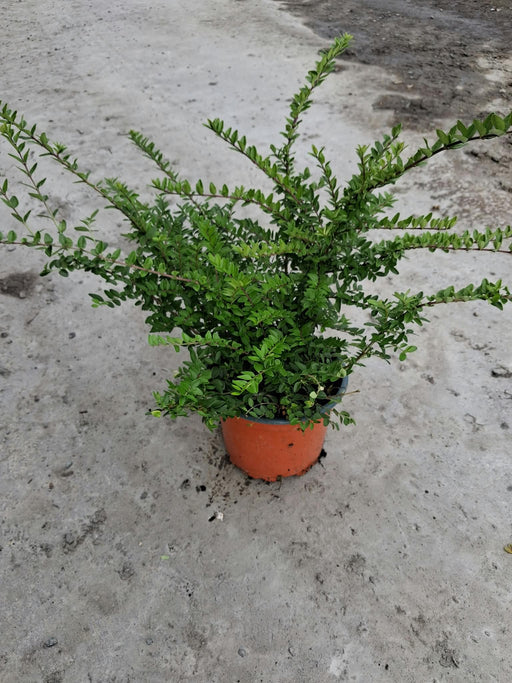 Lonicera Nit. Maigrun 2 Litre Pot