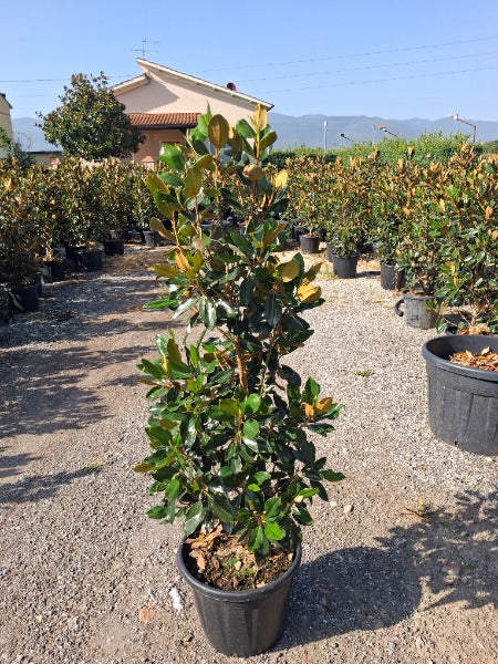 Magnolia G. Little Gem 25 Litre Pot