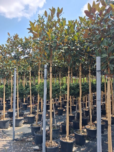 Magnolia Grandiflora Gallisoniensis Full Standard 30 Litre Pot
