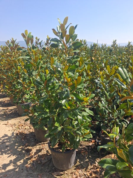 Magnolia Grandiflora Goliath 35 Litre Pot 150-160cm
