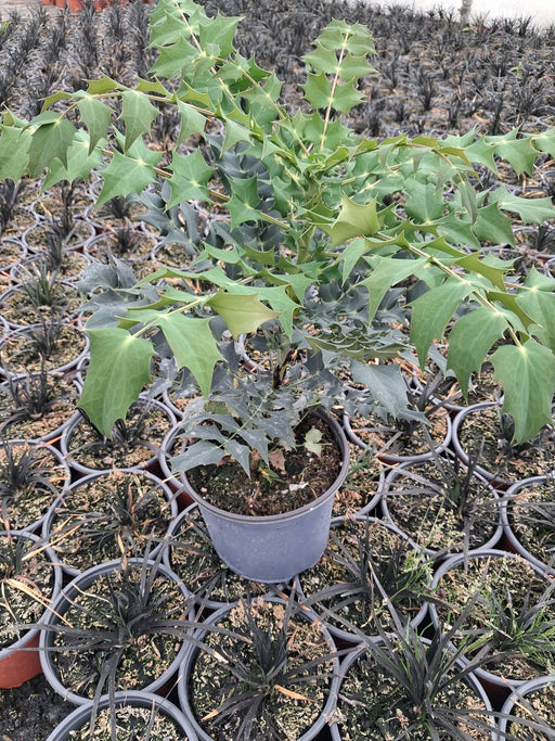 Mahonia Media Charity 3 Litre Pot