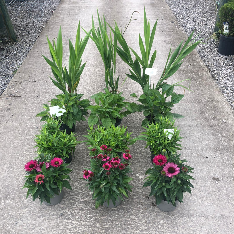 12 x Late Summer Flowering Perennial Border Pack 2