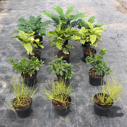 12 x Hardy Shrub Plants Border Pack