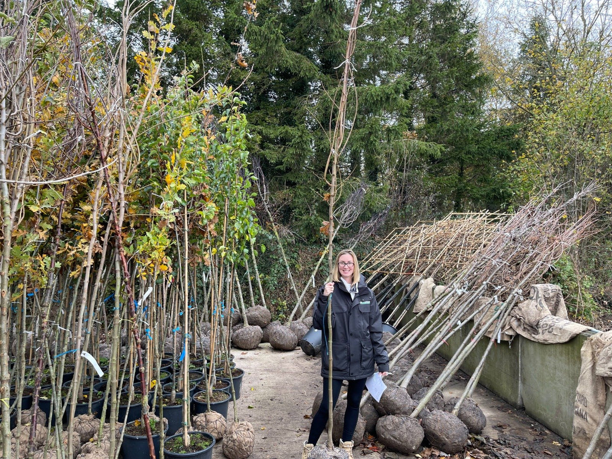 Malus Evereste 8-10cm Girth Delivery From November Onwards