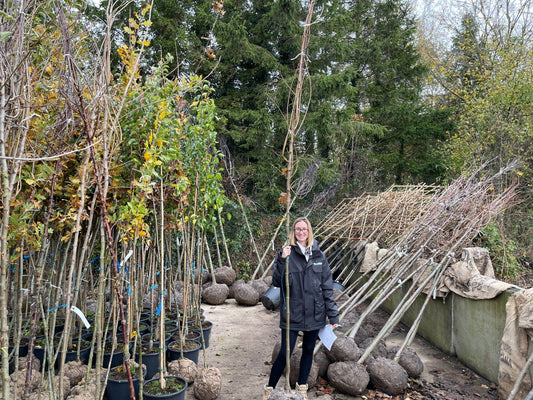 Malus Evereste 8-10cm Girth Delivery From November Onwards