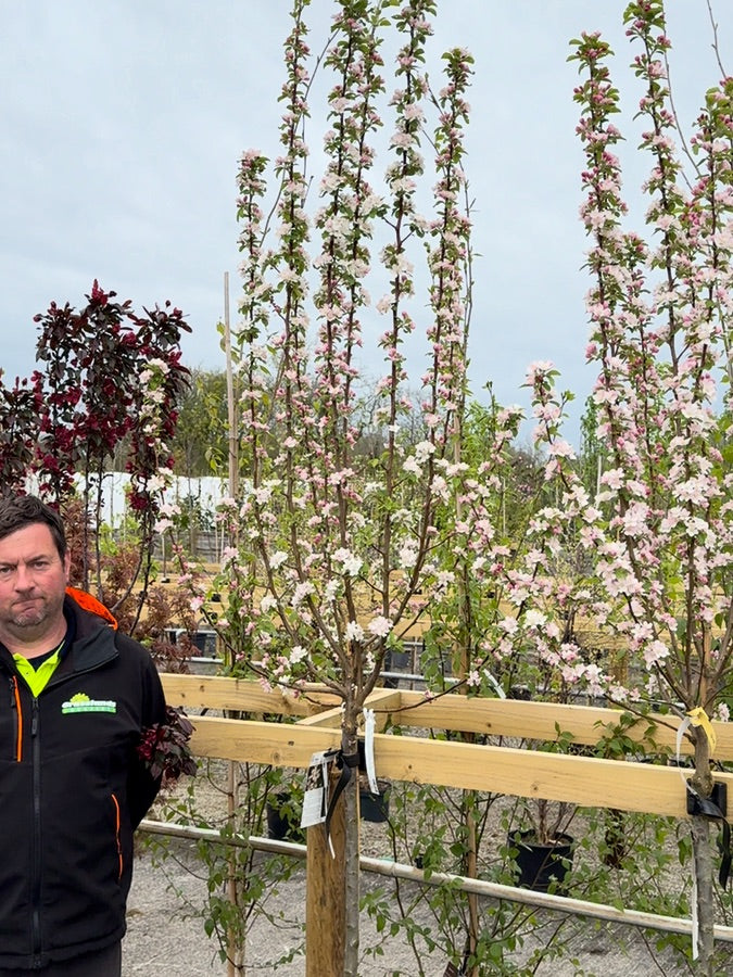 Malus Yellow Siberian Half Standard 30 Litre Pot