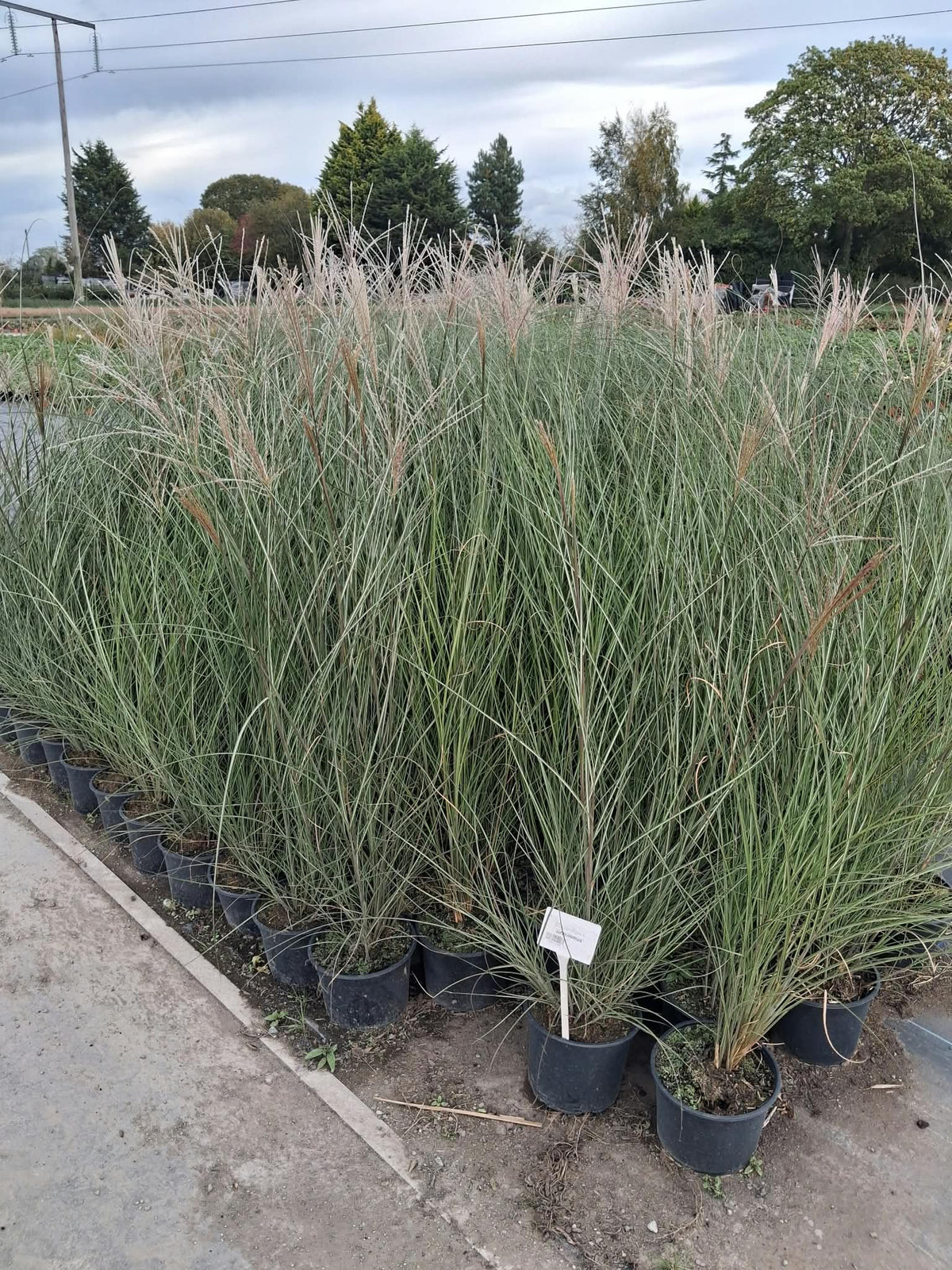 Miscanthus Gracillimus 5 Litre Pot