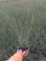 Molinia Caerulea Heidebraut 2 Litre Pot