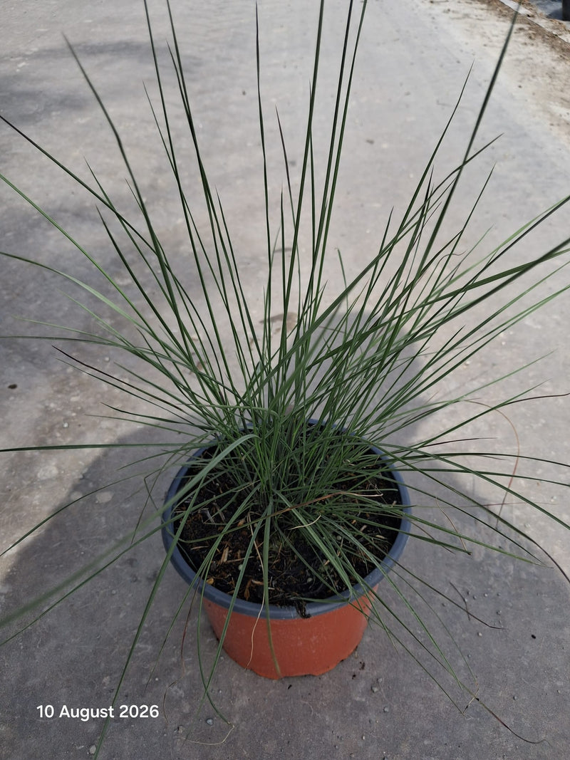 Mulenbergia Capillaris 2 Litre Pot