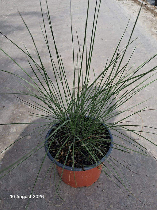 Mulenbergia Capillaris 2 Litre Pot