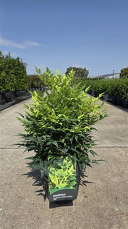 Nandina Domestica Lemon Lime 10 Litre Pot