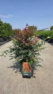 Nandina Domestica Obsessed 10 Litre Pot