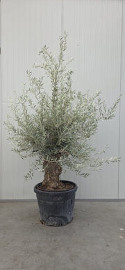 Olea Europea Gnarled Specimen Olive Tree 130 Litre Pot