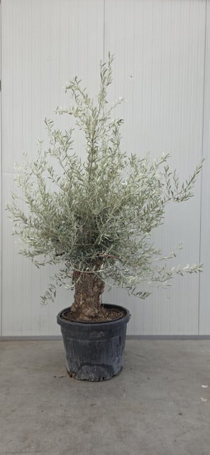 Olea Europea Gnarled Specimen Olive Tree 130 Litre Pot