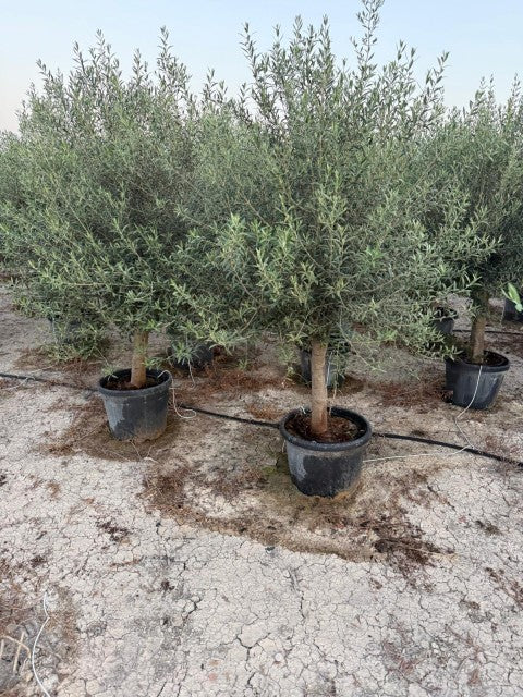 Olea Europea Or Olive Tree Heavy Standard 45 Litre Pot