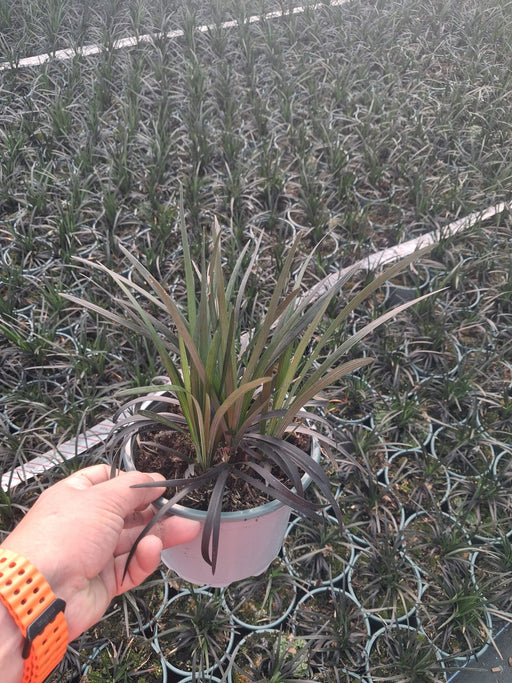 Ophiopogon planiscapus Niger - Black Mondo Grass 2 Litre Pot