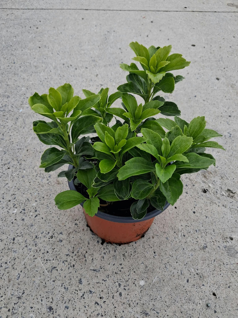Pachysandra Terminalis 2 Litre Pot