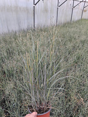 Panicum Heavy Metal 2 Litre Pot