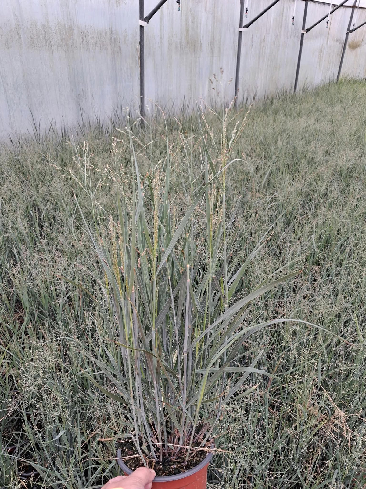 Panicum Heavy Metal 2 Litre Pot