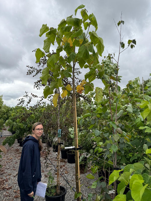 Paulownia Fast Blue 15 Litre Pot