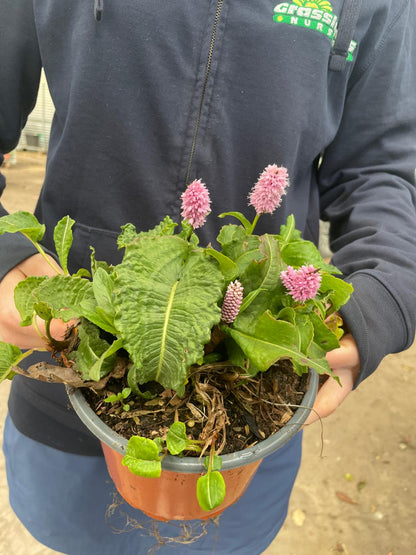 Persicaria Superba 2 Litre Pot