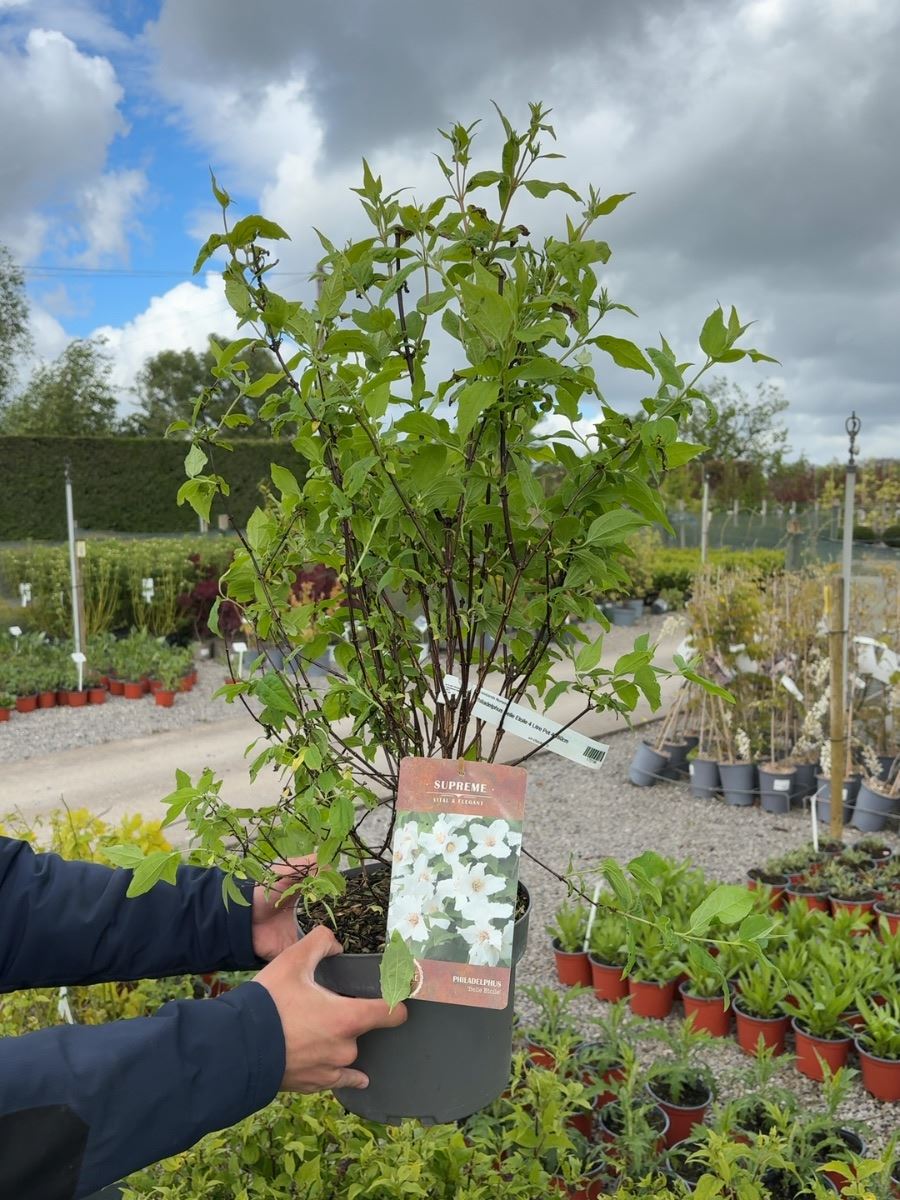 Philadelphus Belle Etoile 4 Litre Pot 40-60cm