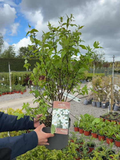 Philadelphus Belle Etoile 4 Litre Pot 40-60cm